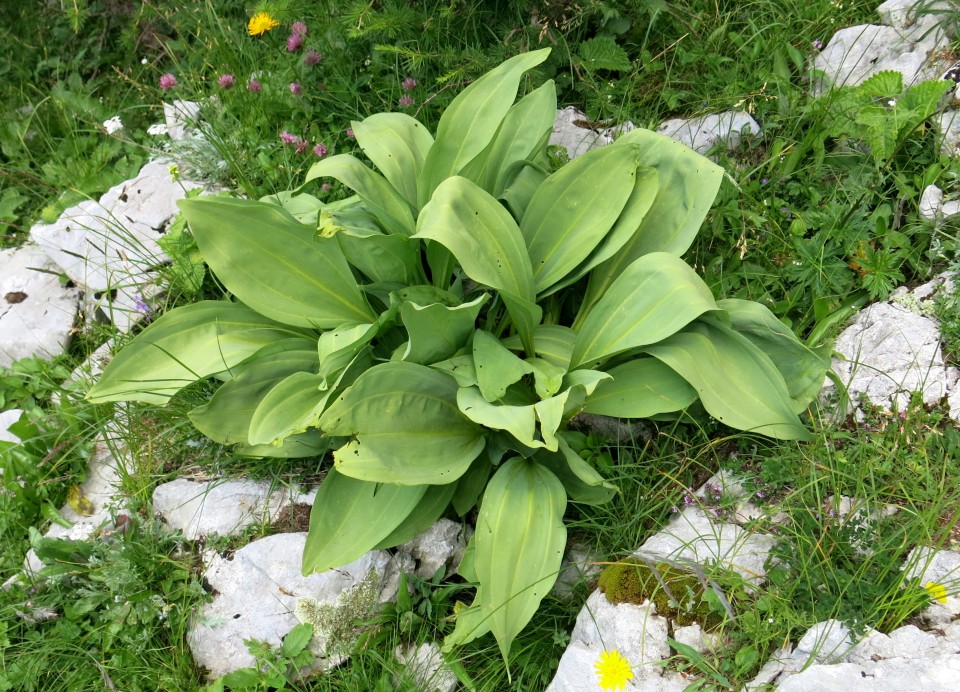 Okrog blejske  19.07.2019 - foto povečava