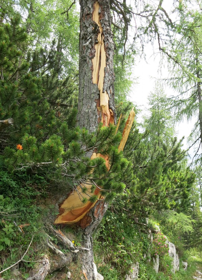 Okrog blejske  19.07.2019 - foto povečava