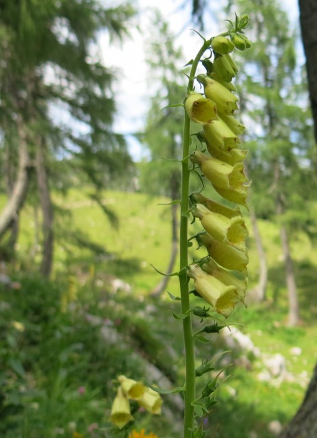 Okrog blejske  19.07.2019 - foto