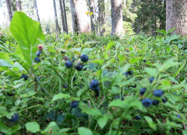 Okrog blejske  19.07.2019 - foto