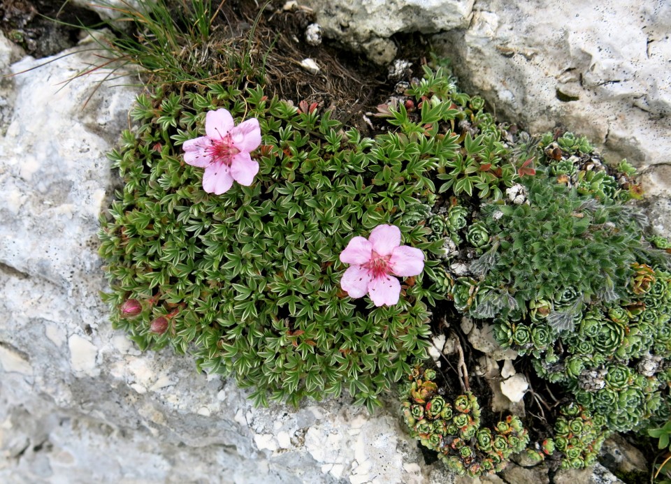 Terra Rossa  16.08.2019 - foto povečava