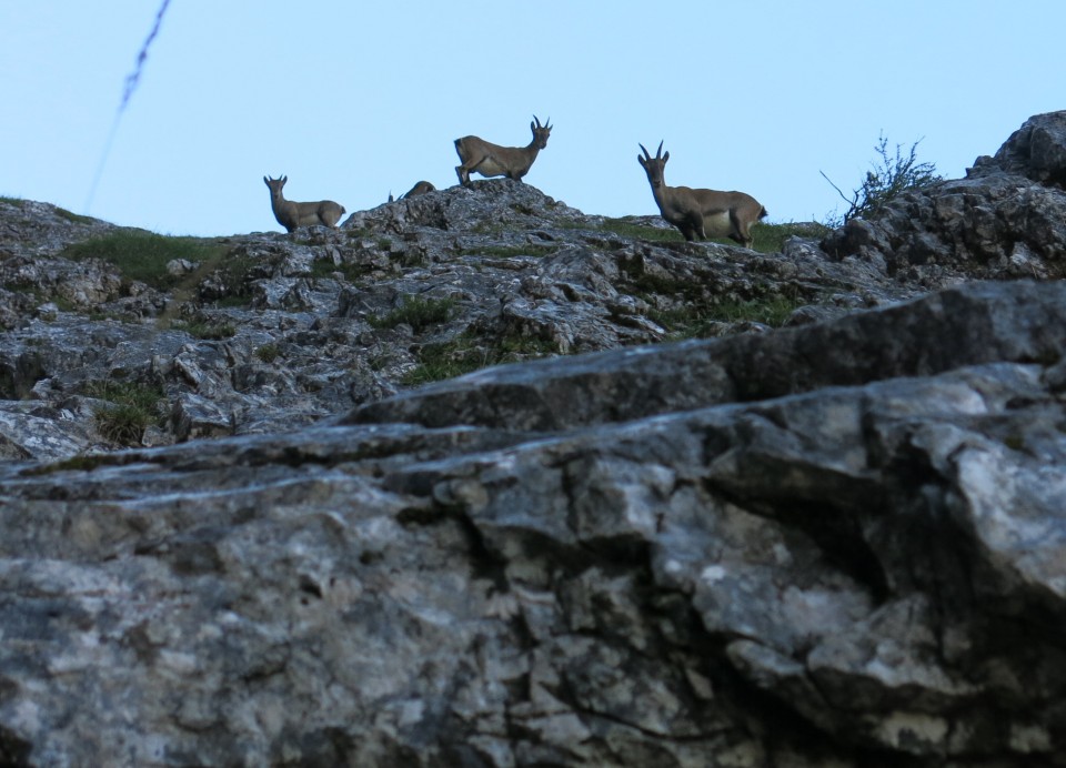 KRNIŠKA glavica - Jof di Sompdogna  4.9.2019 - foto povečava