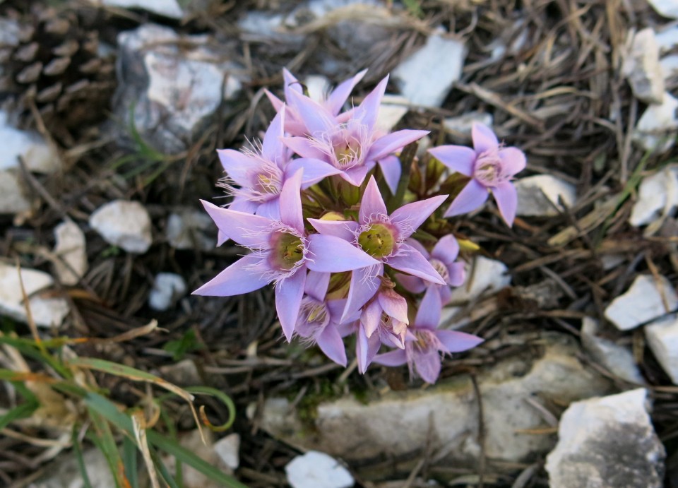 KRNIŠKA glavica - Jof di Sompdogna  4.9.2019 - foto povečava