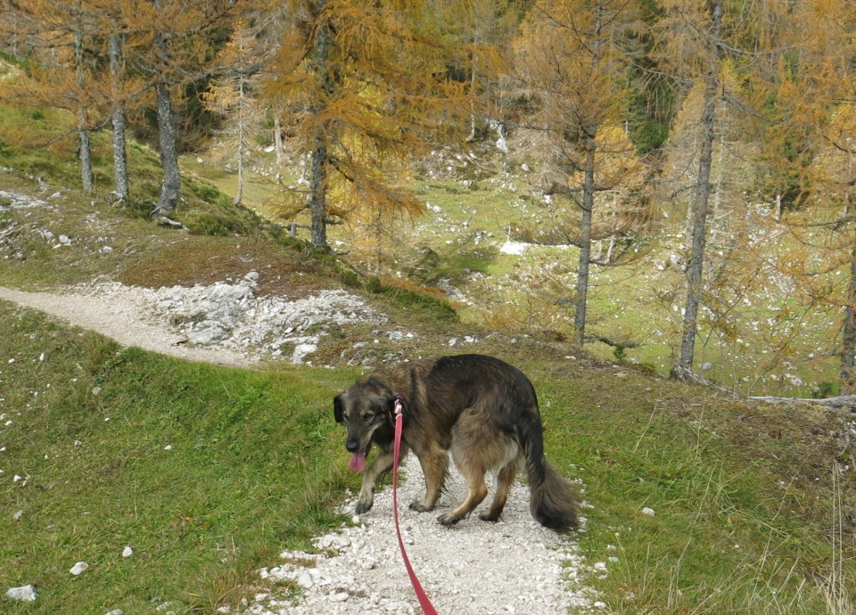 Silva + Petra na Blejski  17.10.2019 - foto povečava