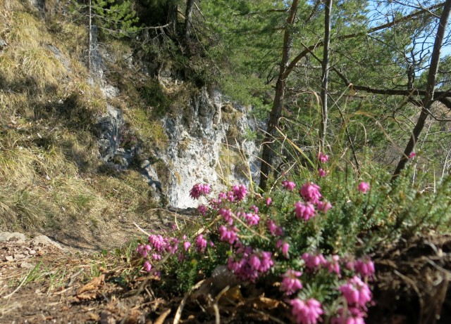 Kamniški vrhu- mal okrog   20.03.2020 - foto