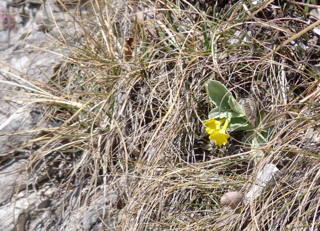 Kamniški vrhu- mal okrog   20.03.2020 - foto