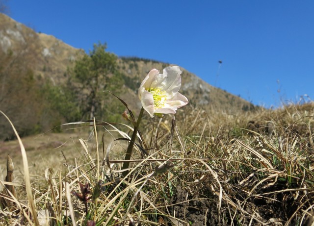 Kamniški vrhu- mal okrog   20.03.2020 - foto