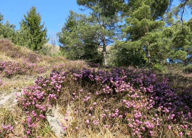 Kamniški vrhu- mal okrog   20.03.2020 - foto