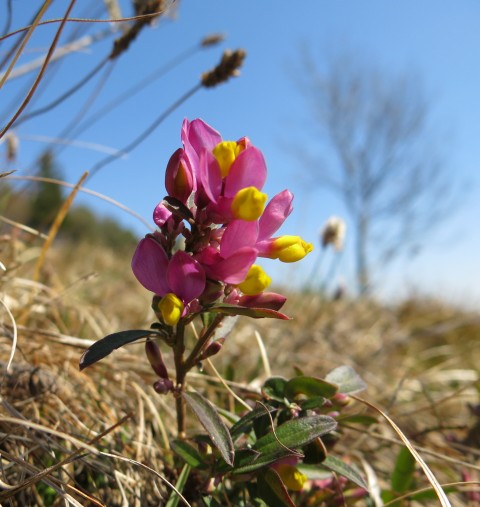 Kamniški vrhu- mal okrog   20.03.2020 - foto