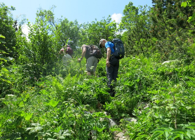 Orožnova koča in Lisec  28.06.2020 - foto