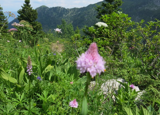 Orožnova koča in Lisec  28.06.2020 - foto