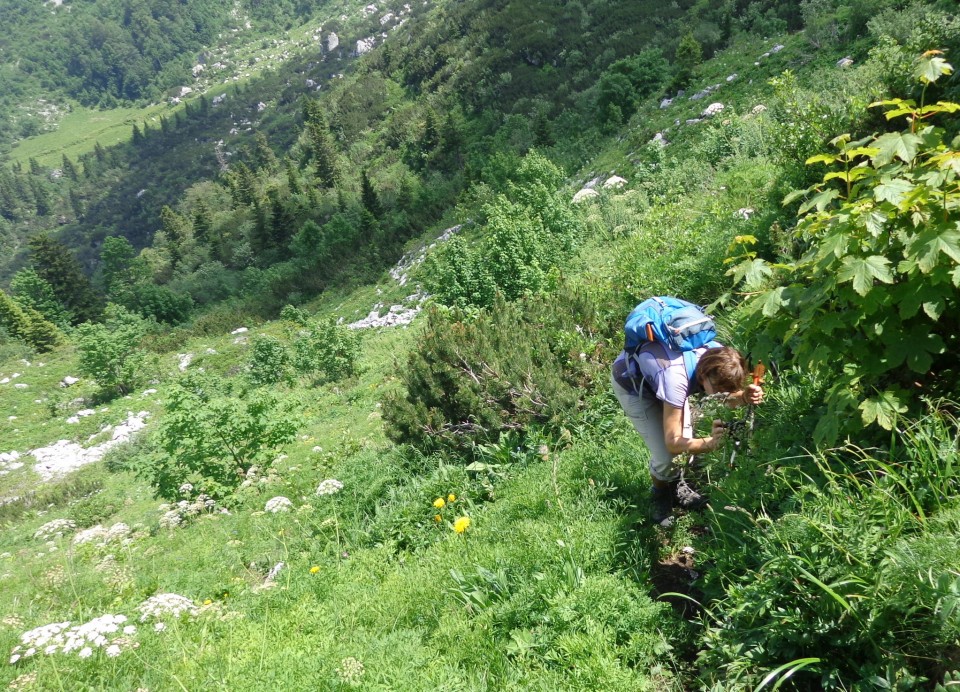 Orožnova koča in Lisec  28.06.2020 - foto povečava