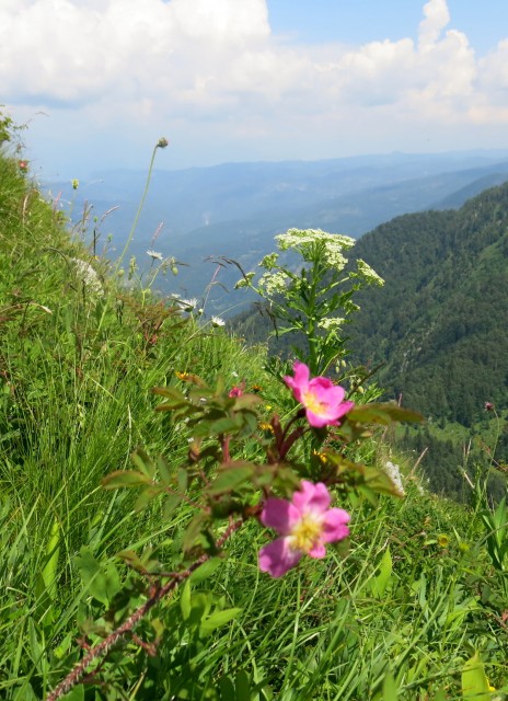 Orožnova koča in Lisec  28.06.2020 - foto