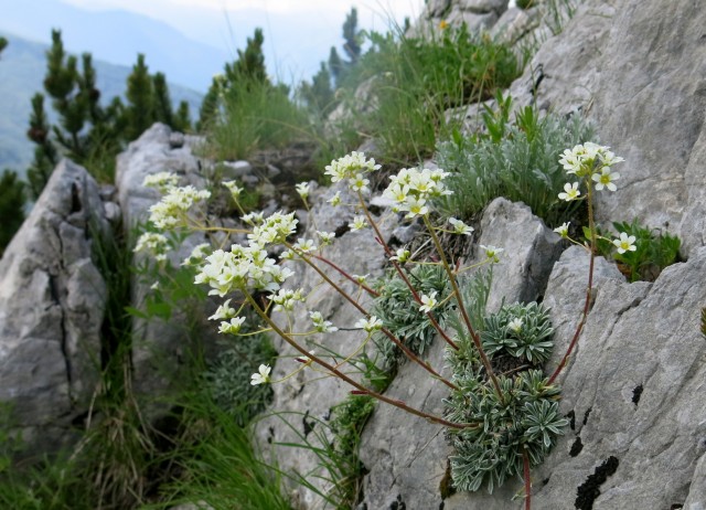 Orožnova koča in Lisec  28.06.2020 - foto