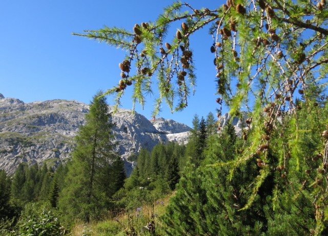 Okrog krna - na Polju  23.08.2020 - foto