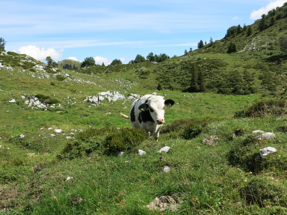 Ratitovec  25.08.2020 - foto povečava