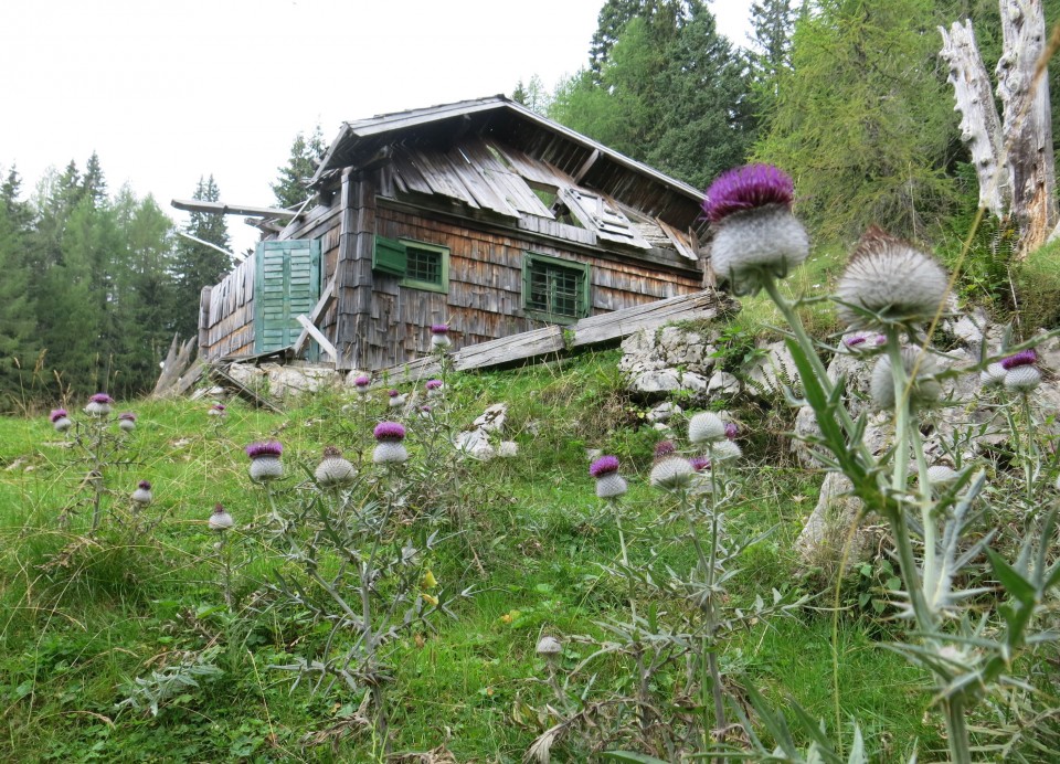 Okrog blejske koče  28.08.2020 - foto povečava