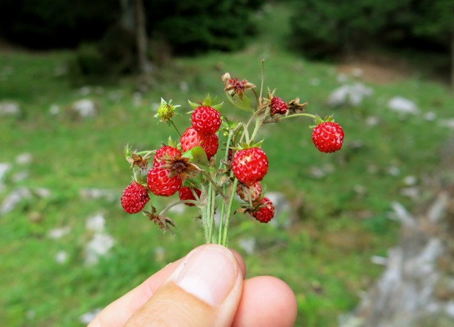 Okrog blejske koče  28.08.2020 - foto