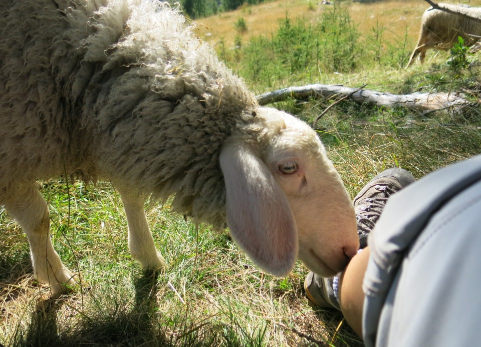 Slemenova špica + ovce  15.09.2020 - foto povečava