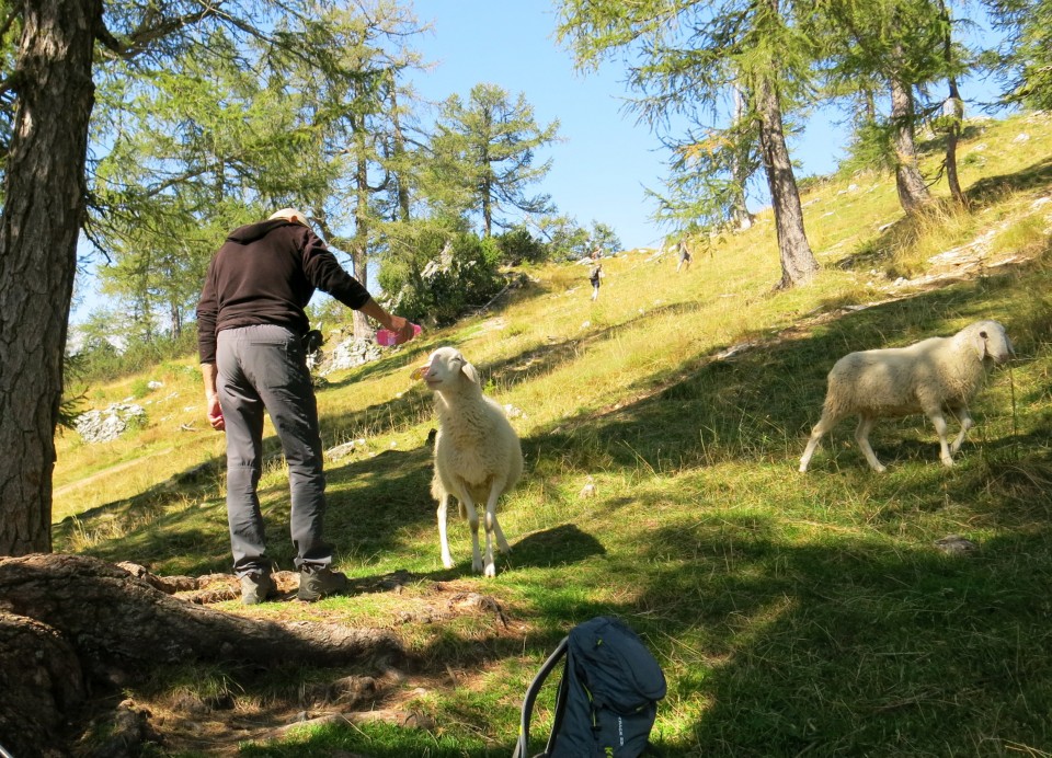 Slemenova špica + ovce  15.09.2020 - foto povečava