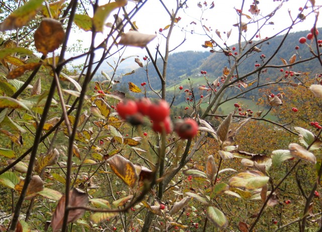 Kamniški vrh po prečni   18.10.2020 - foto