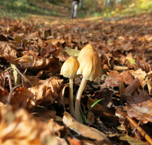 Hribček Ravnik   20.10.2020 - foto