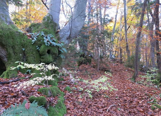 Hribček Ravnik   20.10.2020 - foto