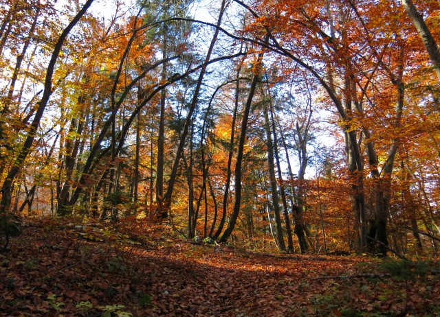 Hribček Ravnik   20.10.2020 - foto