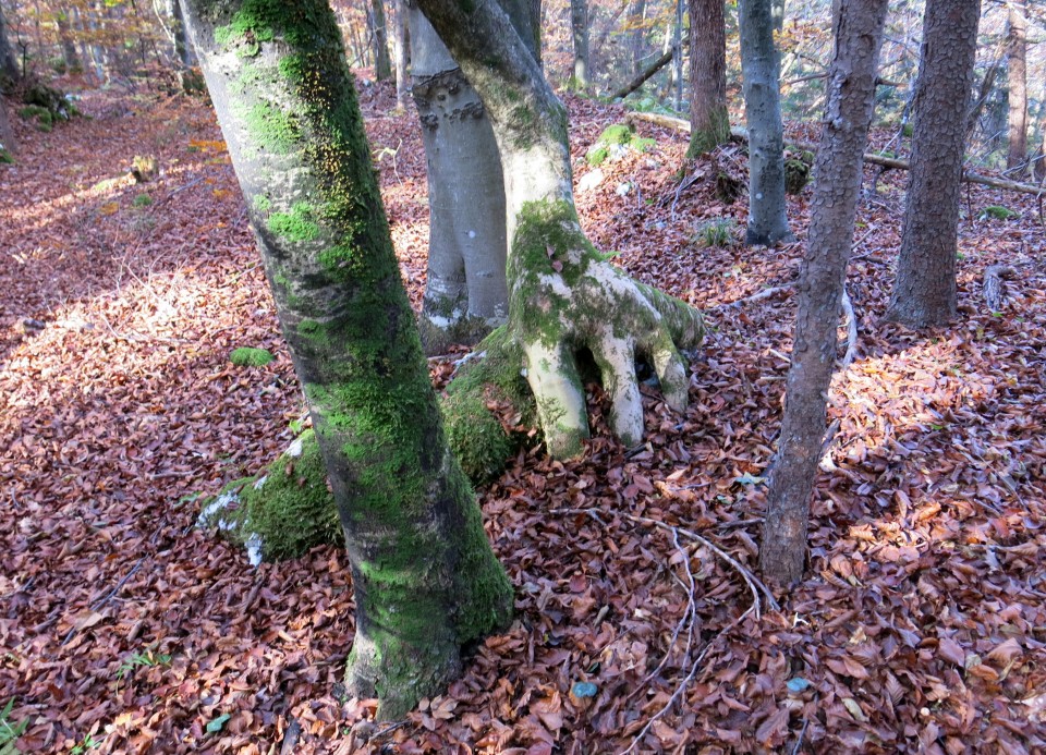 Toško s Silvo + P + J   31.10.2020 - foto povečava