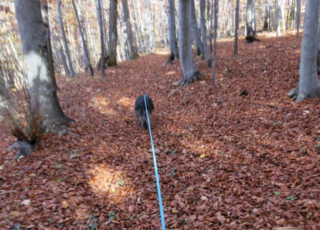 Toško s Silvo + P + J   31.10.2020 - foto