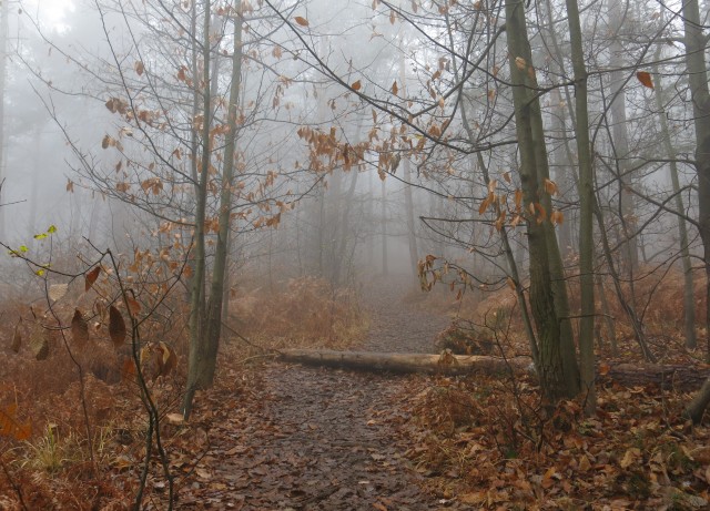 Akcija s silvo na golovcu 15.11.2020 - foto