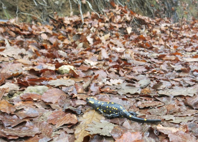 Akcija s silvo na golovcu 15.11.2020 - foto