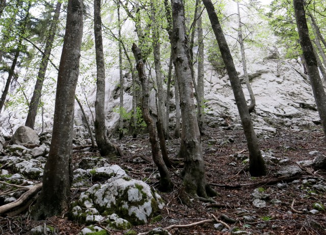 Velebit - Krajačev kuk   31.05.2021 - foto