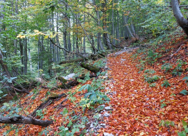 Zelenica  30.09.2021 - foto