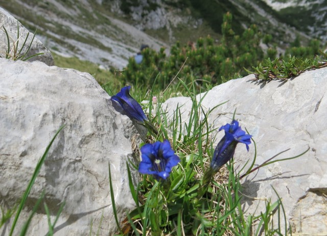 Kačji rob - viševnik  11.06.2022 - foto