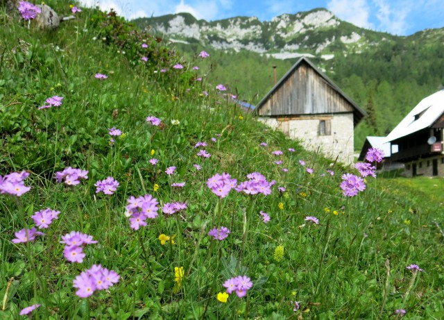 Blejska koča in mrežice  17.06.2022 - foto