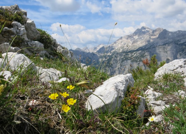 Blejska koča in mrežice  17.06.2022 - foto