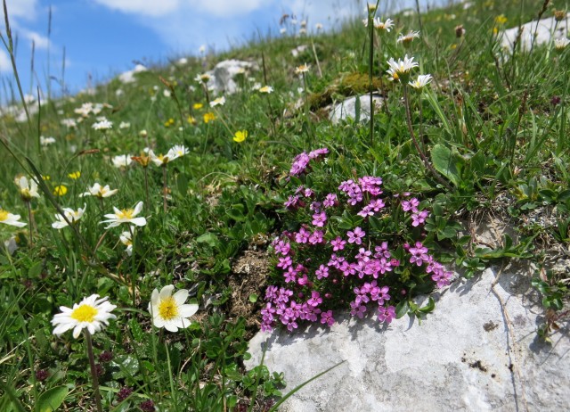 Blejska koča in mrežice  17.06.2022 - foto