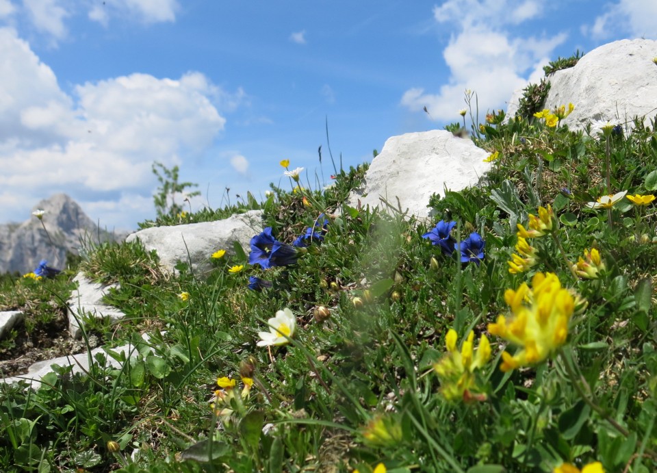 Blejska koča in mrežice  17.06.2022 - foto povečava