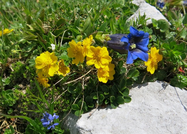 Blejska koča in mrežice  17.06.2022 - foto