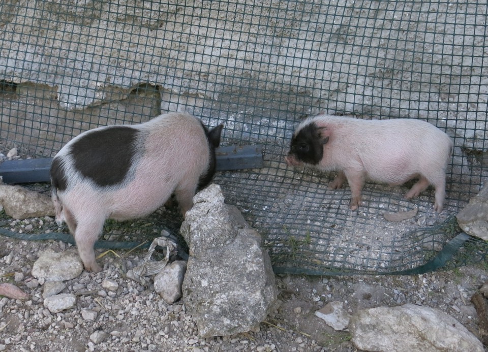 Blejska koča in mrežice  17.06.2022 - foto povečava