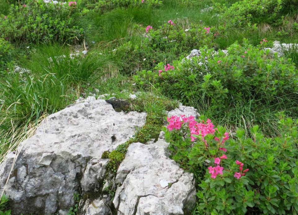 Vršič - sleme - krožna  30.06.2022 - foto povečava