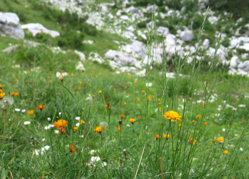 Vršič - sleme - krožna  30.06.2022 - foto povečava