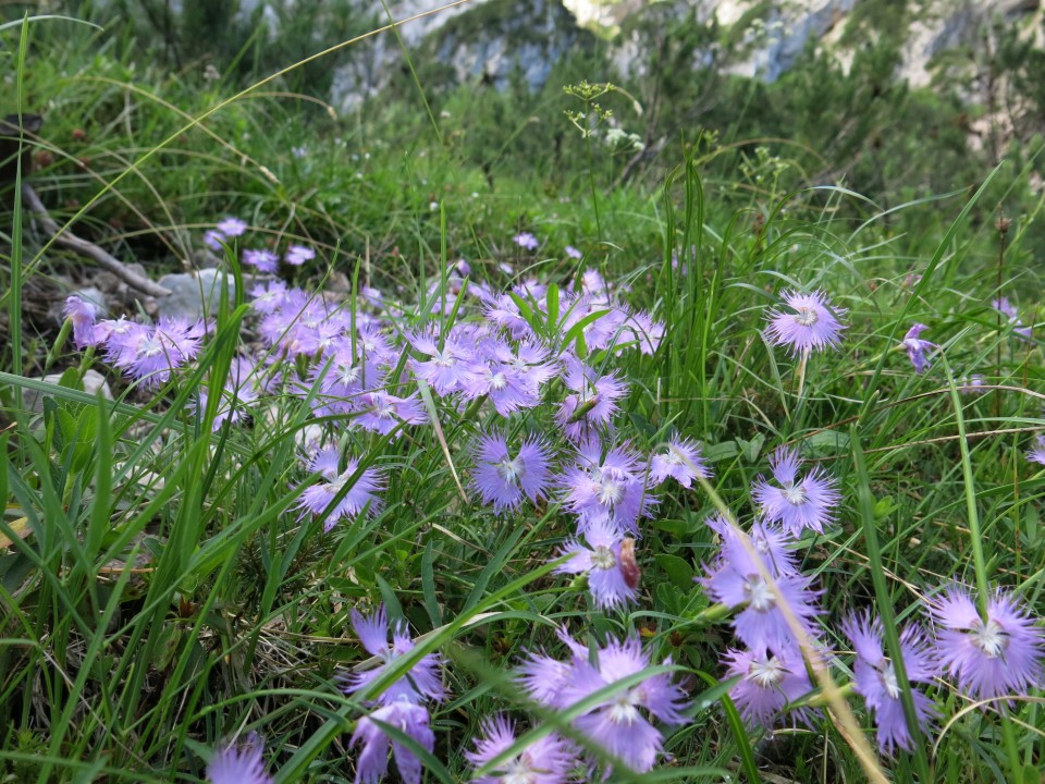 Ledine     25.06.2022 - foto povečava