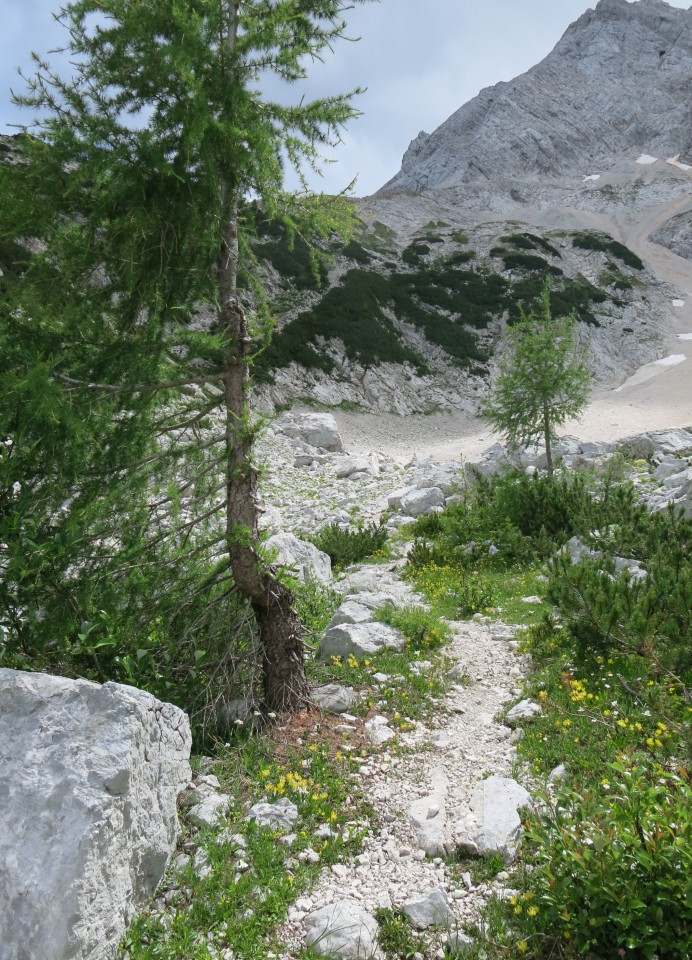 Ledine     25.06.2022 - foto povečava