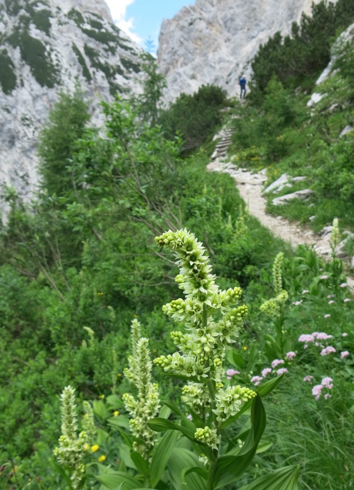 Ledine     25.06.2022 - foto povečava