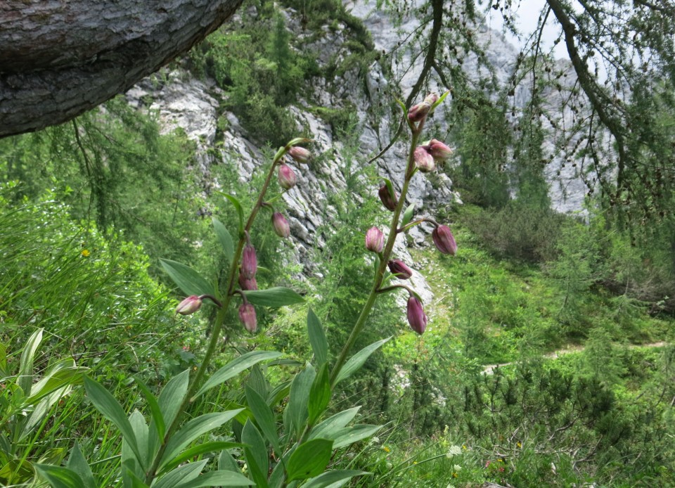 Ledine     25.06.2022 - foto povečava