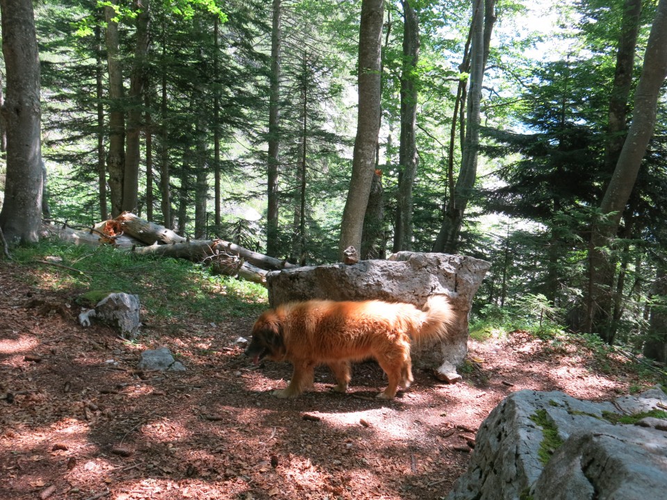 Mavrinc   15.07. 2022 - foto povečava