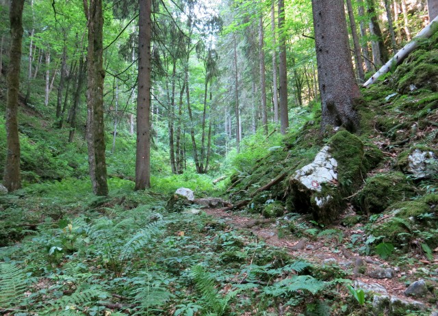 Pokljuška soteska + krma  23.07.2022 - foto