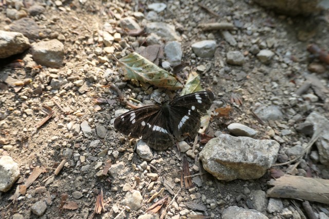 Pokljuška soteska + krma  23.07.2022 - foto